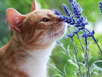 Погода у Луцьку та Волинській області на завтра, 13 серпня