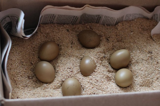 На Волині переселенець з Луганщини  взявся за розведення фазанів