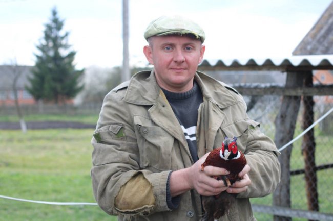На Волині переселенець з Луганщини  взявся за розведення фазанів