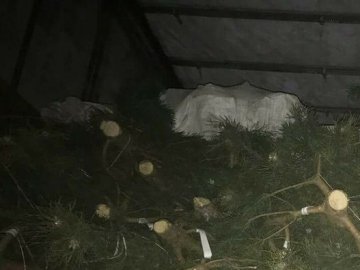 На Рівненщині затримали вантажівку, набиту вщент волинською деревиною
