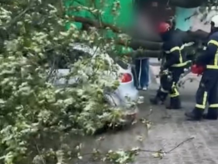 У Луцьку на автівку впало дерево. ВІДЕО