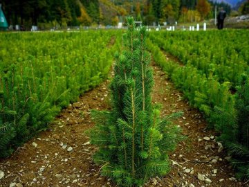 У 2018 році в Україні відтворено майже 44 тисячі гектарів лісів