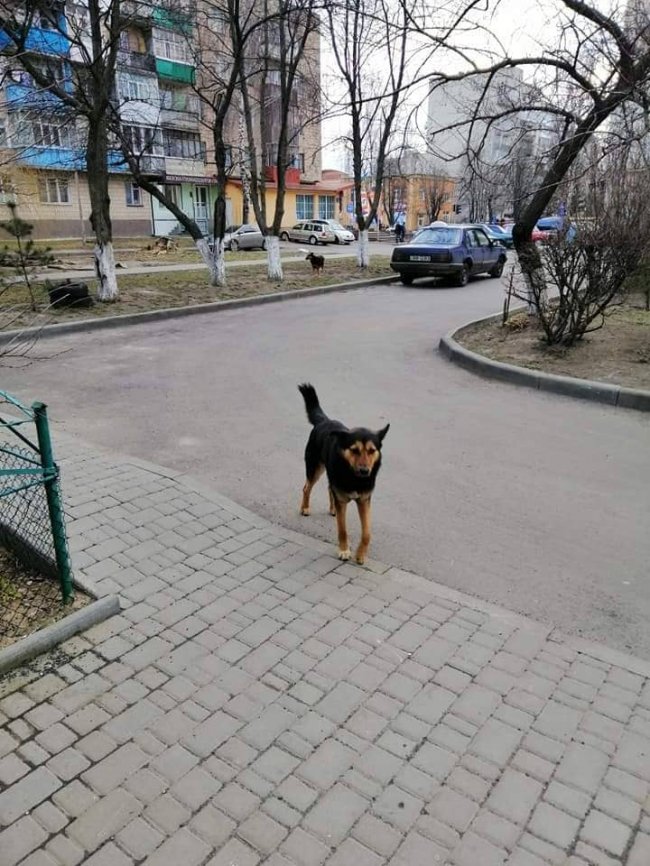У Луцьку на дитину напала зграя собак. ФОТО