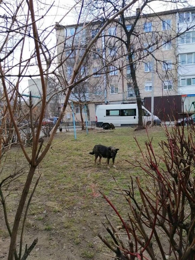 У Луцьку на дитину напала зграя собак. ФОТО