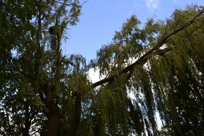 Чудовий парк на Волині заріс чагарниками і захаращений сміттям. ФОТО