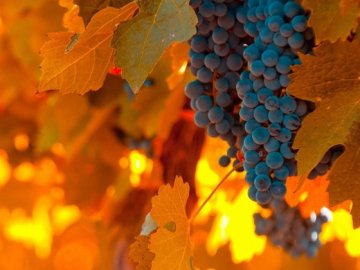 Синоптики розповіли, коли у вересні похолодає