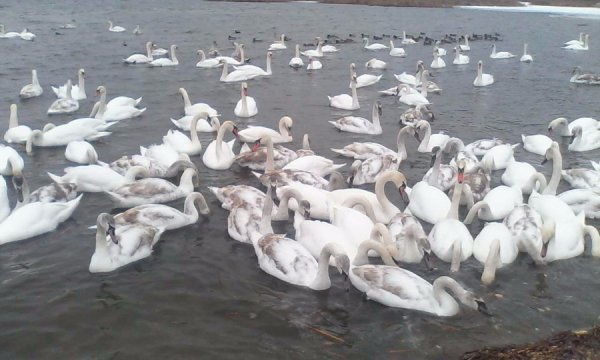 Унікальне явище: чому Хмельницька АЕС привабила понад 200 лебедів 