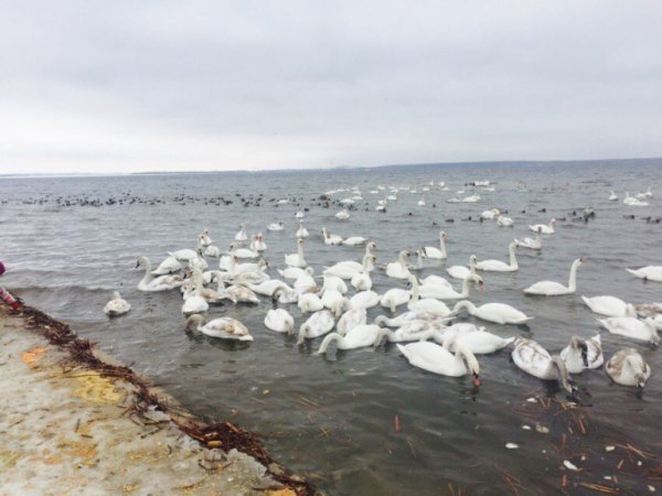 Унікальне явище: чому Хмельницька АЕС привабила понад 200 лебедів 
