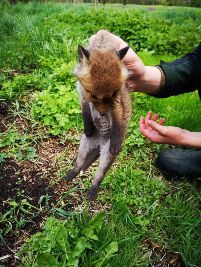 Неповнолітній волинянин продавав чотирьох лисенят: тварин врятували