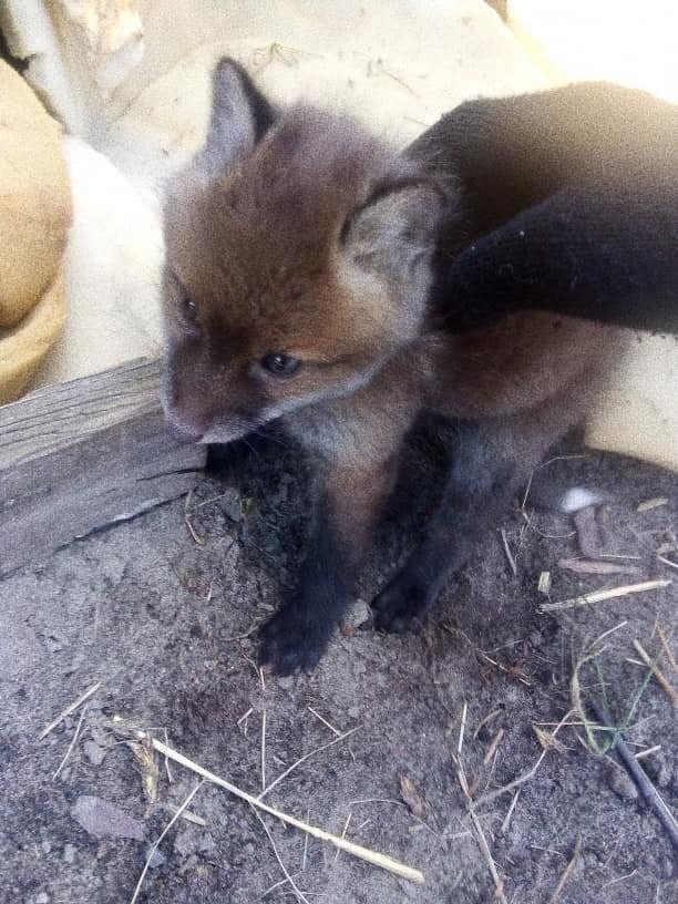Неповнолітній волинянин продавав чотирьох лисенят: тварин врятували