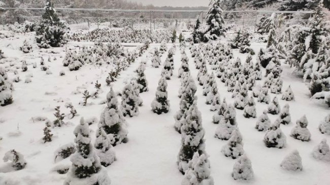 Розповіли процедуру вирощення ялинок та сосен до свят на Волині. ФОТО