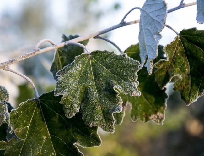 Волинський медійник поділився «морозними» світлинами