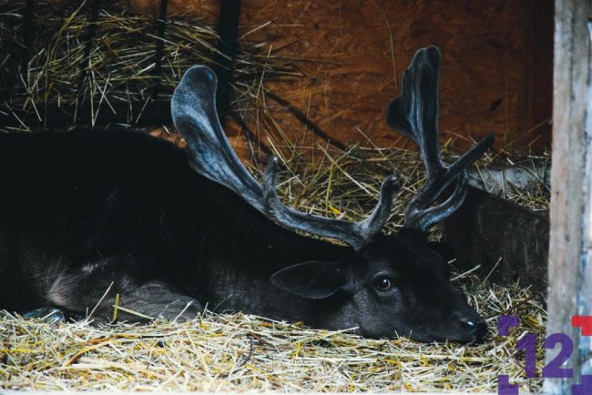 Плетіння вінків та показове годування тварин: як минула ніч у луцькому зоопарку. ФОТО
