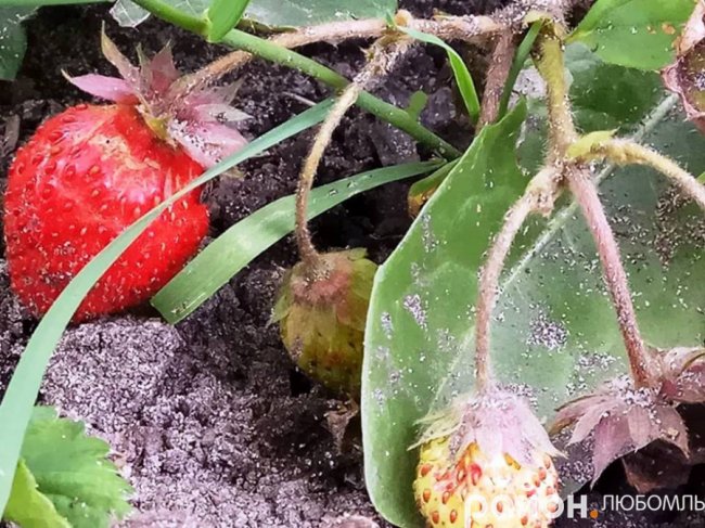 Через аномальне тепло волиняни збирають полуницю і малину в листопаді. ФОТО