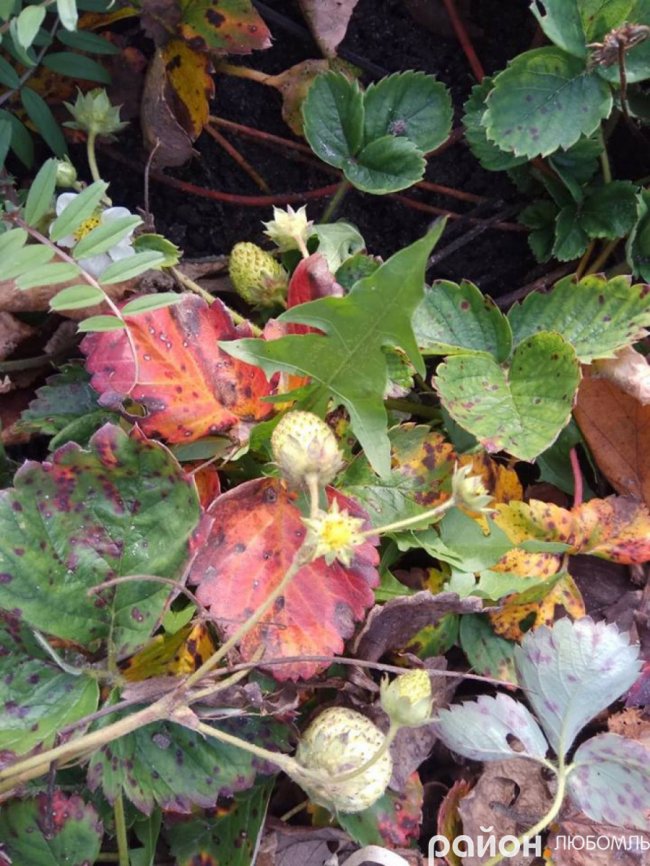 Через аномальне тепло волиняни збирають полуницю і малину в листопаді. ФОТО