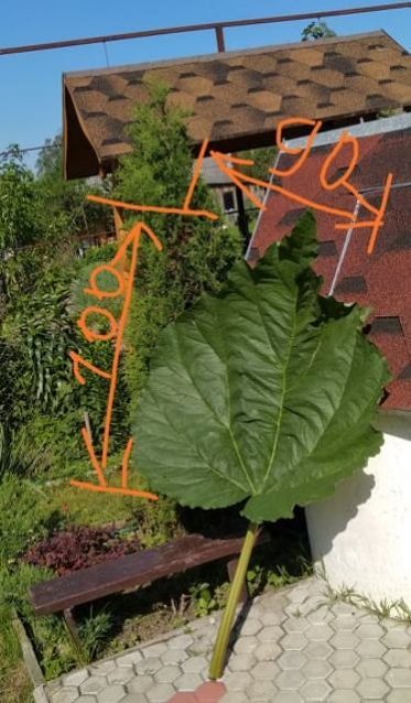 Подружжя з Волині виростило гігантський кущ ревеню. ФОТО 