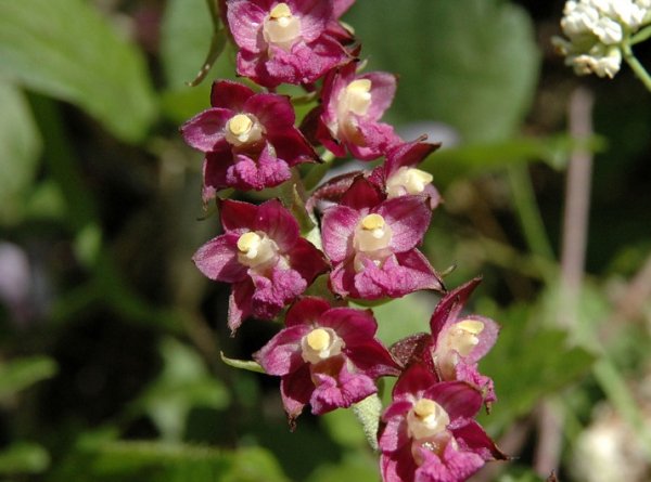 Лісова пісня озерного Полісся. ФОТО