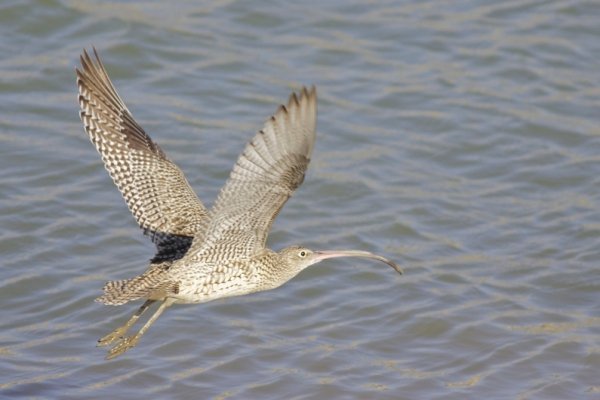 Лісова пісня озерного Полісся. ФОТО