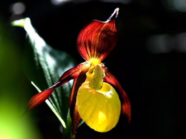Лісова пісня озерного Полісся. ФОТО