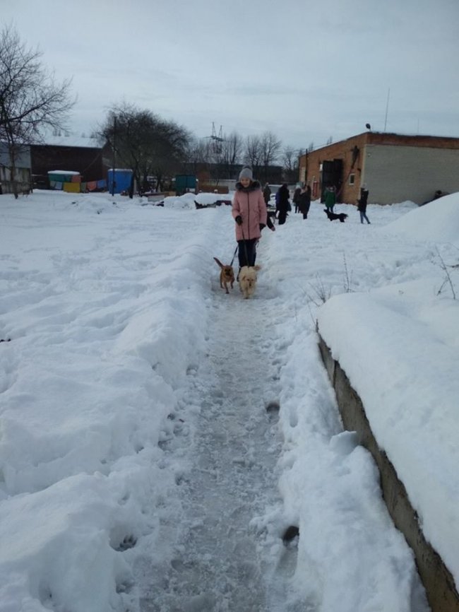 Собаки мають теплі лежаки: на КП «Ласка» пройшов День волонтера. ФОТО