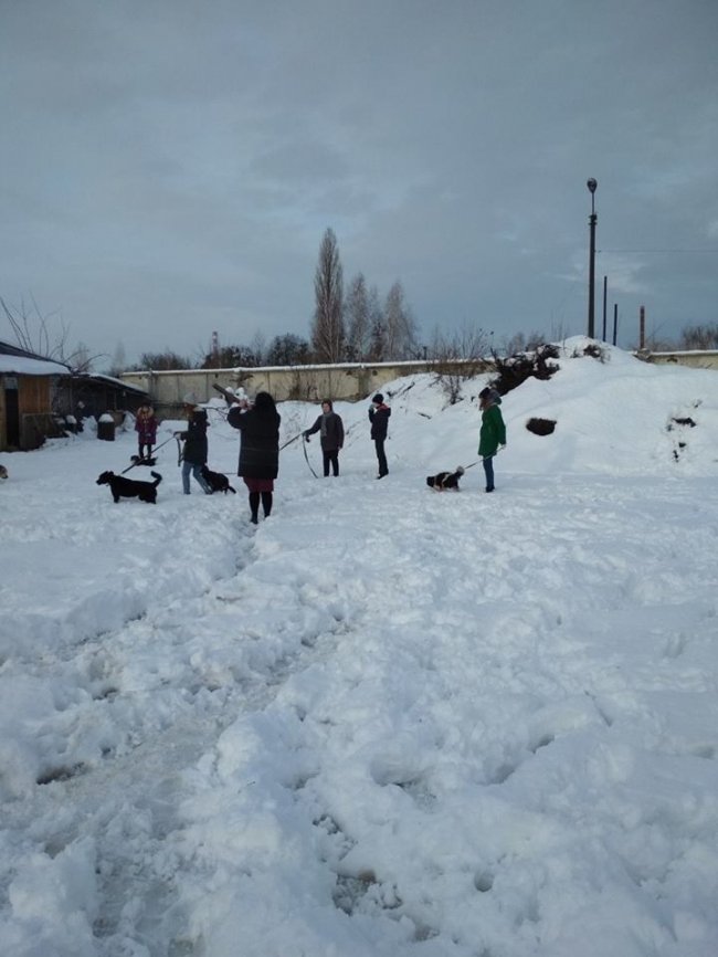 Собаки мають теплі лежаки: на КП «Ласка» пройшов День волонтера. ФОТО