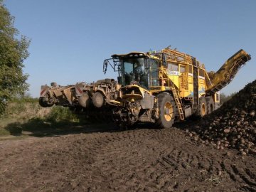 На Волині копають цукрові буряки: уже зібрали понад 80 тисяч тонн урожаю. ВІДЕО