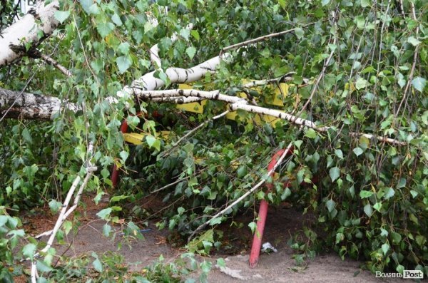 Негода повалила білборд на дорогу та дерево на дитячий майданчик. ФОТО