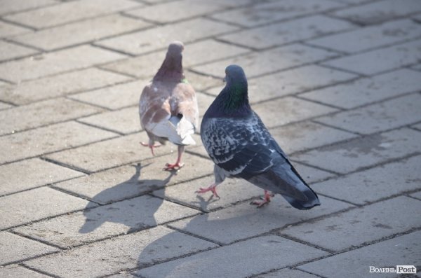 В Луцьку майже весна. ФОТО