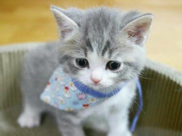 У київському метро жінка намагалася загризти кошеня. ВІДЕО