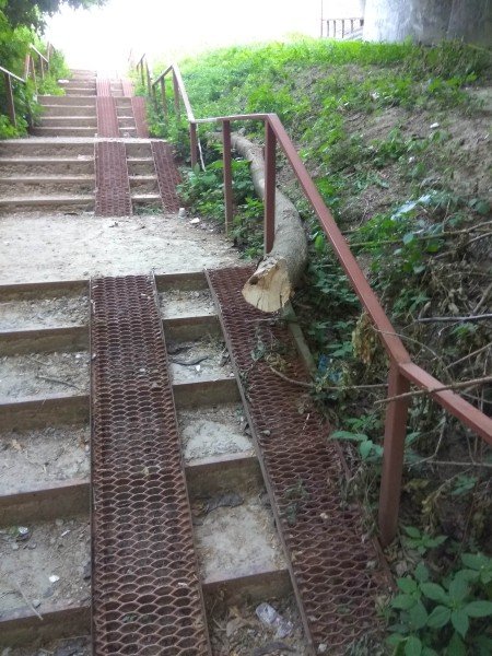 У Луцьку дерево заблокувало пандус. ФОТО