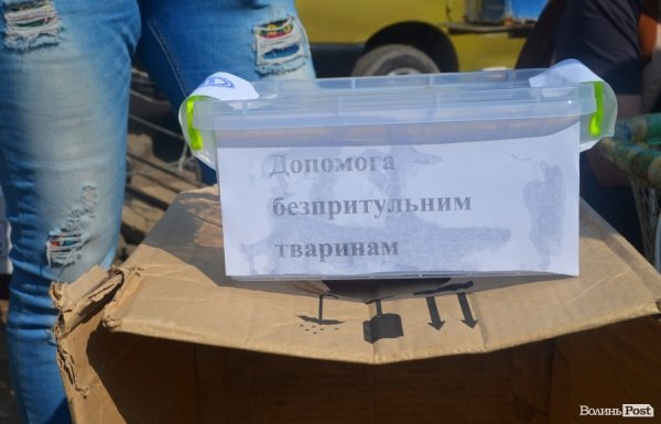 На ринку Луцька – флеш-моб на підтримку бездомних тварин 