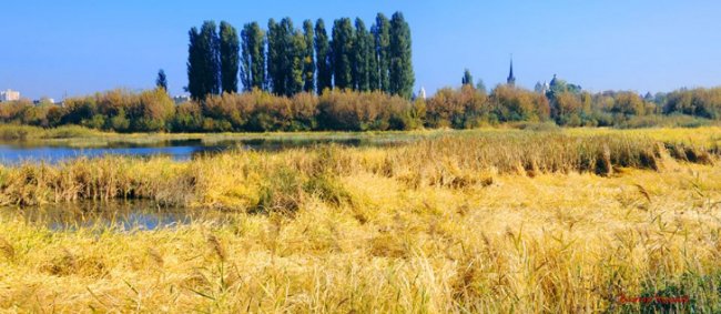 Панораму  «Старого міста» поглинають якісь джунглі, - луцький фотограф 