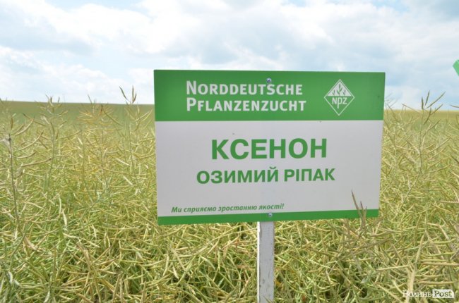 Аграрна еліта серед пшеничних колосків: на Волині – День поля. ФОТО