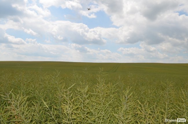 Аграрна еліта серед пшеничних колосків: на Волині – День поля. ФОТО