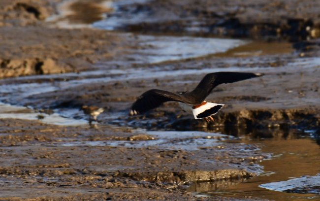 На Волині влаштували «пернате» фотополювання