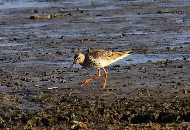 На Волині влаштували «пернате» фотополювання
