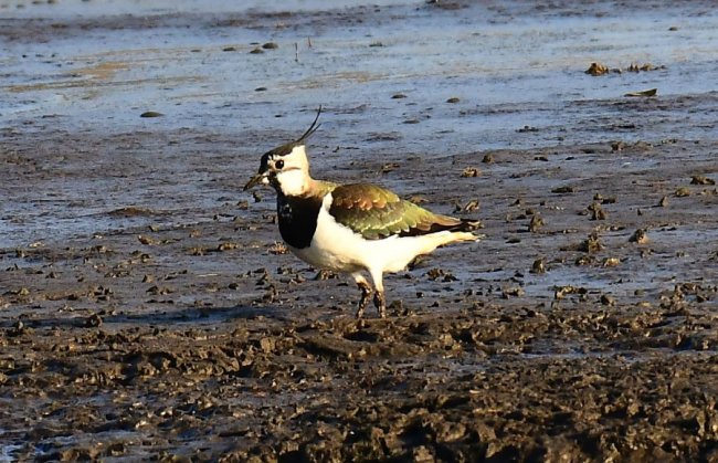 На Волині влаштували «пернате» фотополювання
