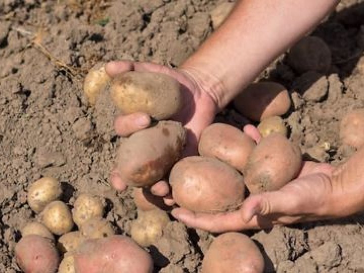 Секрет досвідчених городників: оброблення картоплі цим розчином — бульби ростуть гігантськими