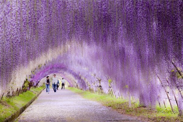 Photo imgur.com Wisteria Flower Tunnel in Japan