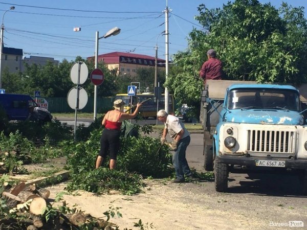 Вітри не зламали, так влада зрубає: на Рівненській знищують дерева. ФОТО
