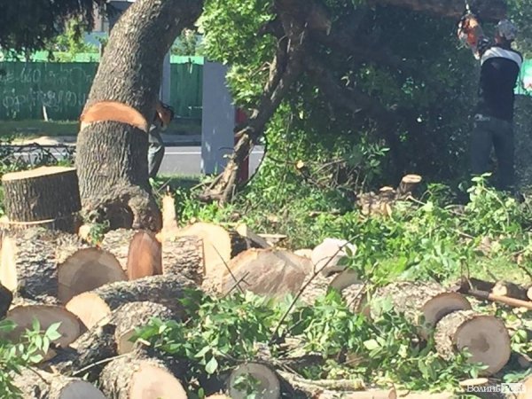Вітри не зламали, так влада зрубає: на Рівненській знищують дерева. ФОТО