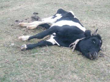 На Рівненщині чоловік заморив корову голодом