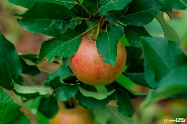 Соковиті й налиті сонцем дарунки осені: що вродило в садах і на городах лучан. ФОТО