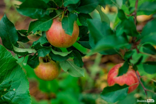 Соковиті й налиті сонцем дарунки осені: що вродило в садах і на городах лучан. ФОТО