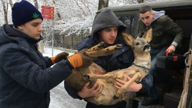 На козулю, яку витягли з-під криги у громаді на Волині, полювали мисливці: тварина померла