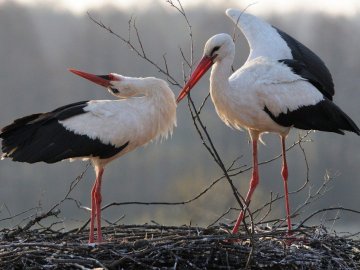Чотирьох лелек щодня підкормлює сім'я у селі на Волині