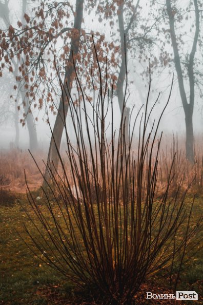 Туманний Луцьк: неймовірні фото 