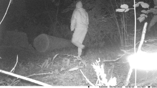 У лісі на Волині фотопастка зафіксувала тих, хто зрізав і вкрав дуб із природно-заповідного фонду