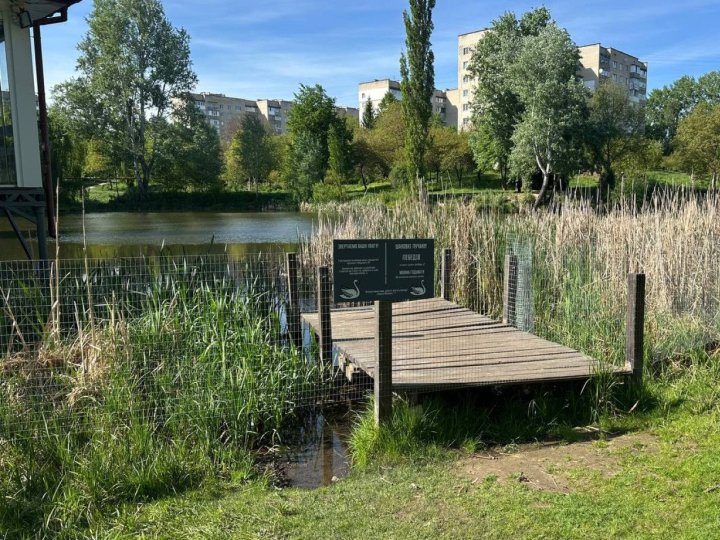 У Луцьку пара лебедів звила гніздо біля кафе: навколо місця встановили паркан та інформаційні таблички