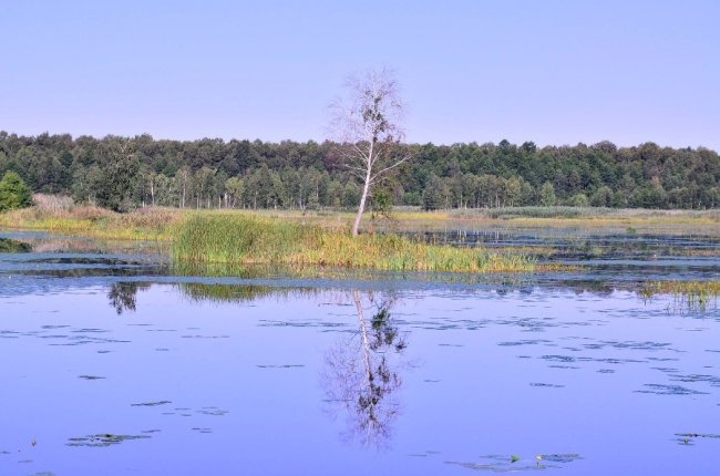 Рідкісна краса: фото червонокнижних рослин «Цуманської пущі»
